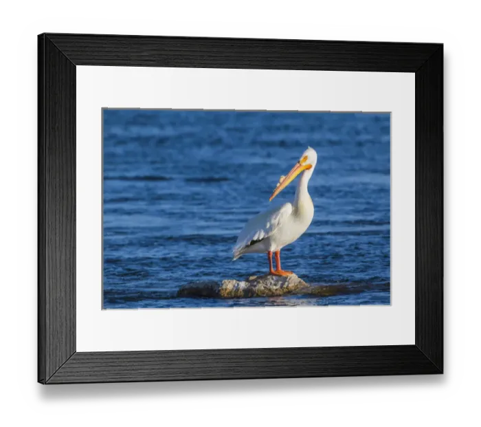 Framed Print : USA, Wyoming, Lincoln County, an American White Pelican roosts on a rock in the Green
