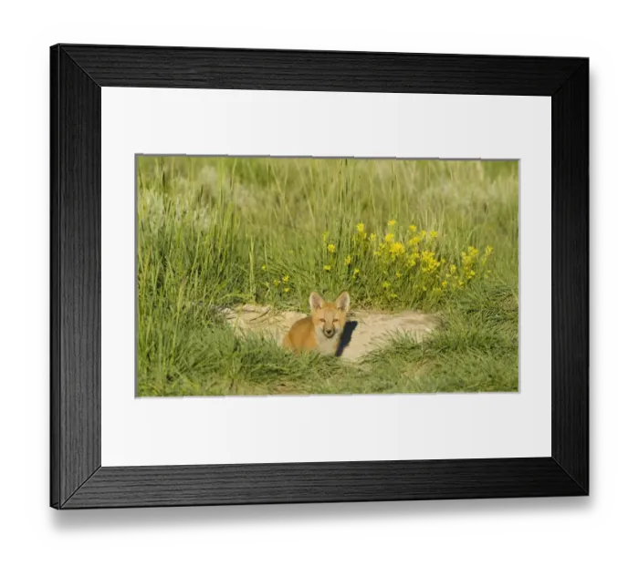 Framed Print : Red Fox (Vulpes Fulva) Kit at den near Saratoga, Wyoming