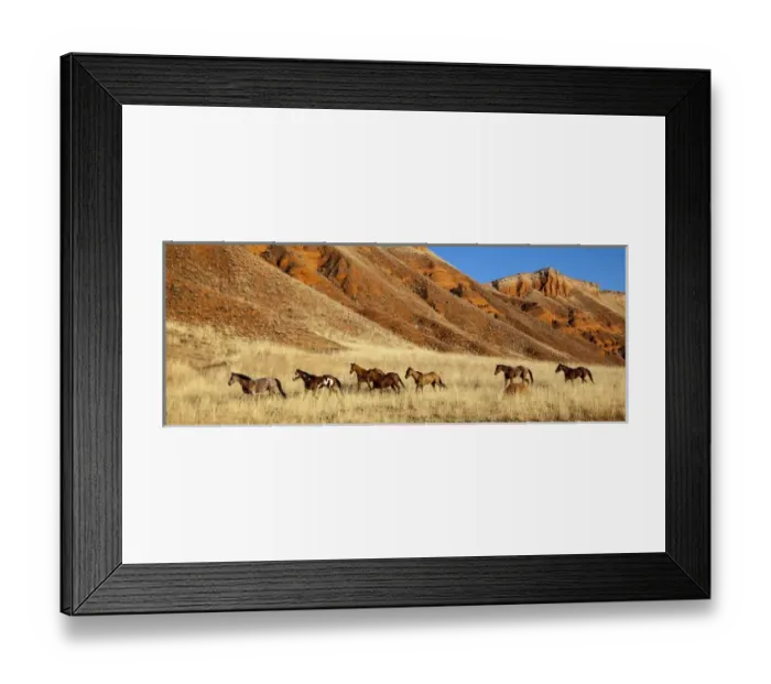 Framed Print : Wyoming, Shell, Horses Running, PR Framed Print : Wyoming, Shell, Horses Running, PR