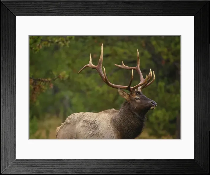 Framed Print : Rocky Mountain elk (Cervus canadensis nelsonii) bull in fall rainstorm, Yellowstone National Park
