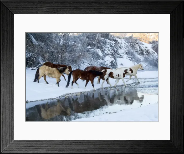 Framed Print : USA, Wyoming, Shell, Horses Crossing the Creek, PR Framed Print : USA, Wyoming, Shell, Horses Crossing the Creek, PR