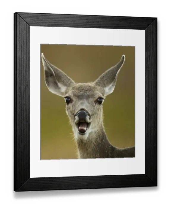 Framed Print : North America, USA, Wyoming, Yellowstone National Park, Rocky Mountains, Mule Deer