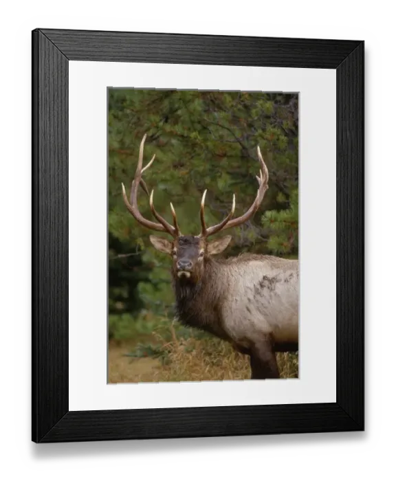 Framed Print : Rocky Mountain elk (Cervus canadensis nelsonii) bull in fall rainstorm, Yellowstone National Park Framed Print : Rocky Mountain elk (Cervus canadensis nelsonii) bull in fall rainstorm, Yellowstone National Park