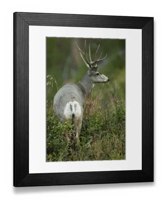 Framed Print : North America, USA, Wyoming, Yellowstone National Park, Rocky Mountains, Mule Deer Framed Print : North America, USA, Wyoming, Yellowstone National Park, Rocky Mountains, Mule Deer