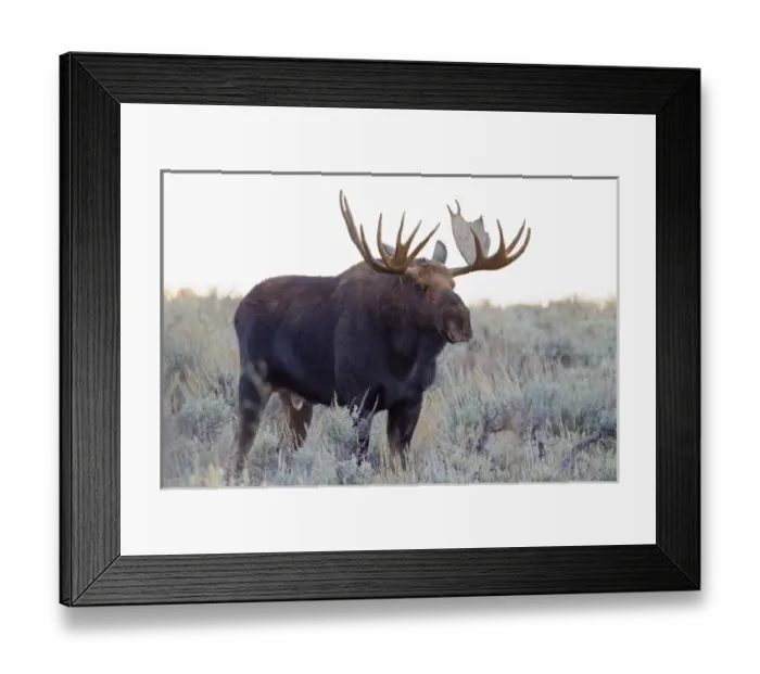 Framed Print : WY, Grand Teton National Park, Bull Moose, (Alces alces) Framed Print : WY, Grand Teton National Park, Bull Moose, (Alces alces)