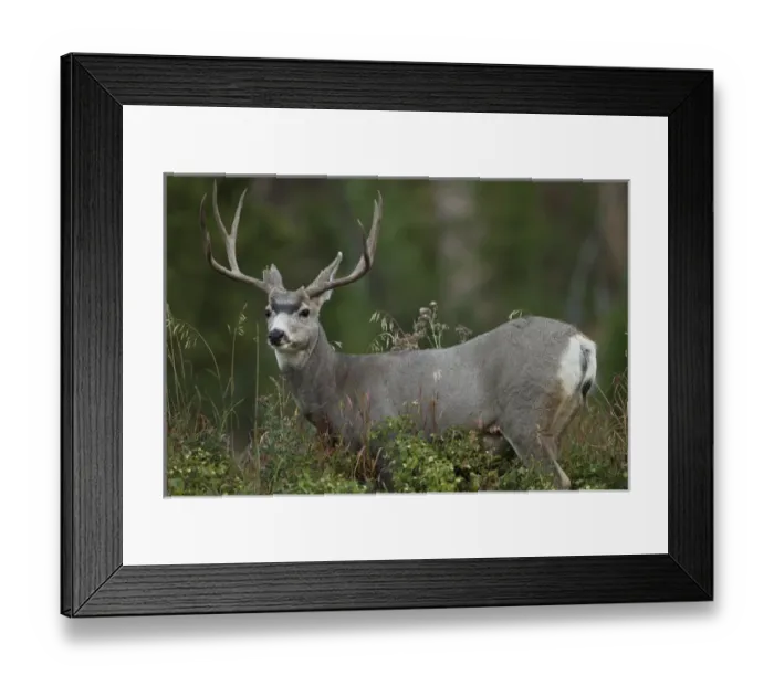 Framed Print : North America, USA, Wyoming, Yellowstone National Park, Rocky Mountains, Mule Deer Framed Print : North America, USA, Wyoming, Yellowstone National Park, Rocky Mountains, Mule Deer