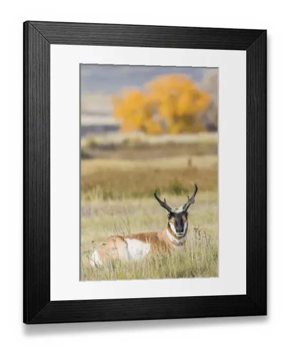 Framed Print : USA, Wyoming, Sublette County, a buck Pronghorn Antelope lays down in grasses in autumn Framed Print : USA, Wyoming, Sublette County, a buck Pronghorn Antelope lays down in grasses in autumn