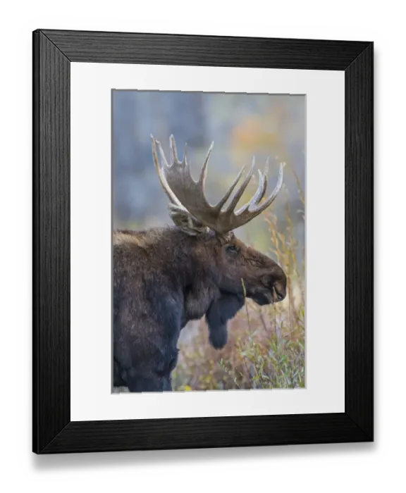 Framed Print : USA, Wyoming, Grand Teton National Park, a bull moose poses for a portrait amongst Framed Print : USA, Wyoming, Grand Teton National Park, a bull moose poses for a portrait amongst