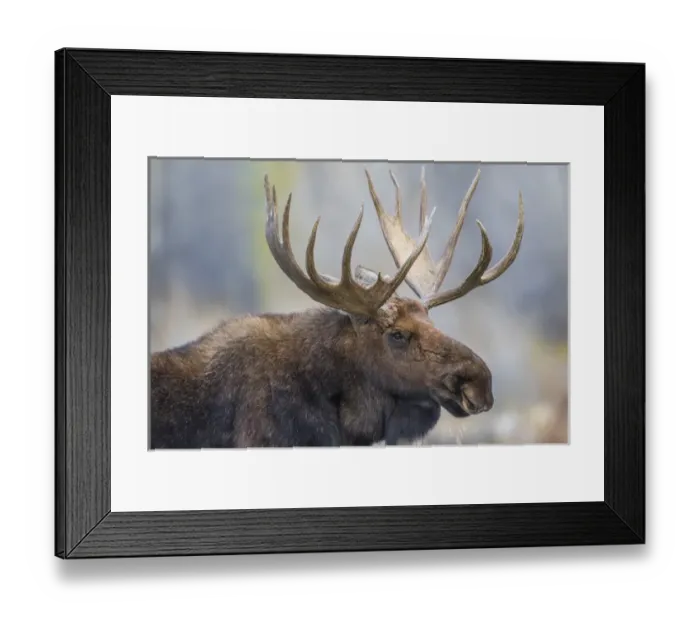 Framed Print : USA, Wyoming, Grand Teton National Park, a bull moose poses for a portrait amongst Framed Print : USA, Wyoming, Grand Teton National Park, a bull moose poses for a portrait amongst