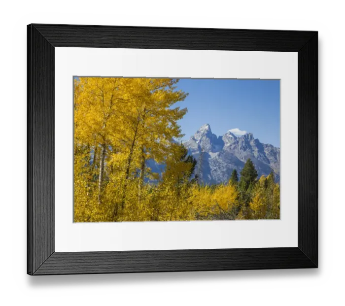 Framed Print : USA, Wyoming, Grand Teton National Park, autumn colored aspens frame the Grand Teton Framed Print : USA, Wyoming, Grand Teton National Park, autumn colored aspens frame the Grand Teton