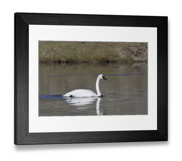 Framed Print : USA, Wyoming, Trumpeter Swan, Yellowstone National Park Framed Print : USA, Wyoming, Trumpeter Swan, Yellowstone National Park