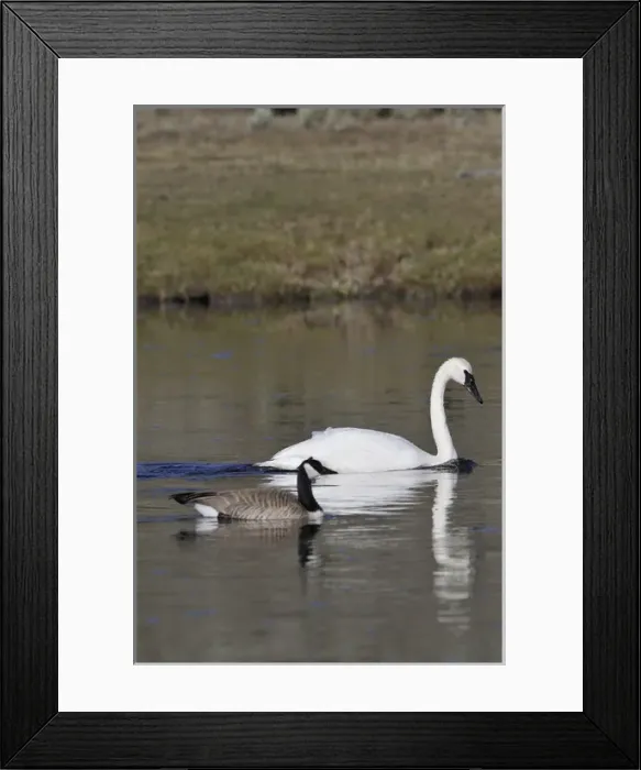Framed Print : USA, Wyoming, Trumpeter Swan, Canada Goose, Yellowstone National Park