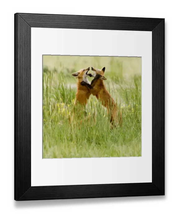 Framed Print : Red Fox (Vulpes Fulva) Kits at den near Saratoga, Wyoming