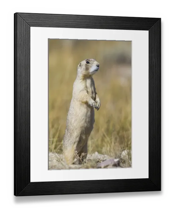 Framed Print : USA, Wyoming, Sublette County, a White-tailed Prairie Dog stands on its hind