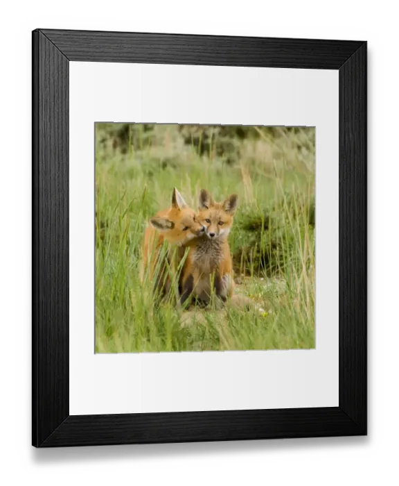 Framed Print : Red Fox (Vulpes Fulva) Kits grooming and licking each other at den near Saratoga, Wyoming Framed Print : Red Fox (Vulpes Fulva) Kits grooming and licking each other at den near Saratoga, Wyoming