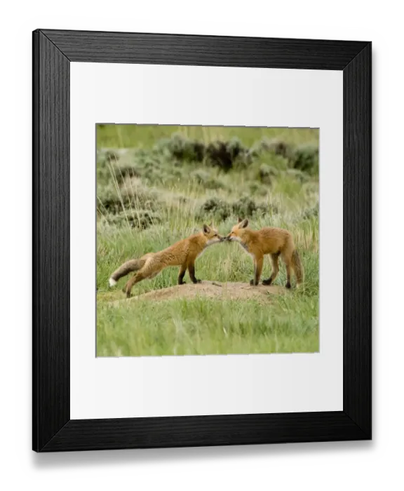 Framed Print : Red Fox (Vulpes Fulva) Kits at den near Saratoga, Wyoming