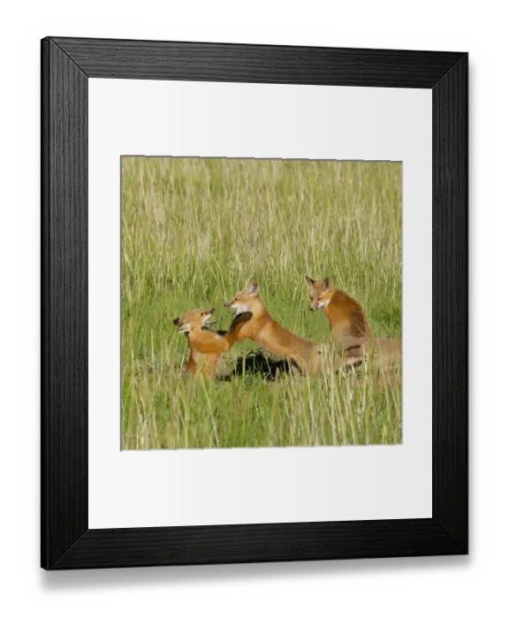 Framed Print : Red Fox (Vulpes Fulva) Kits playing at den near Saratoga, Wyoming Framed Print : Red Fox (Vulpes Fulva) Kits playing at den near Saratoga, Wyoming