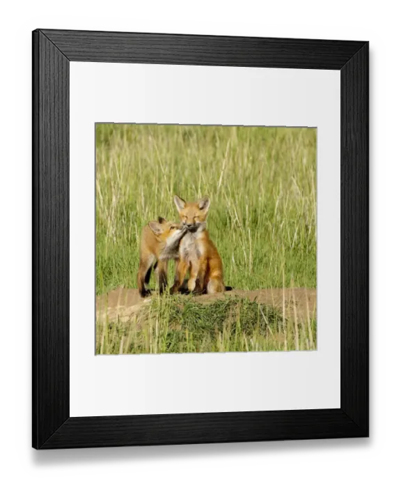 Framed Print : Red Fox (Vulpes Fulva) Kits playing at den near Saratoga, Wyoming Framed Print : Red Fox (Vulpes Fulva) Kits playing at den near Saratoga, Wyoming