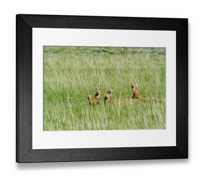 Framed Print : Fox pups hanging out by den, near Saritoga, Wyoming Framed Print : Fox pups hanging out by den, near Saritoga, Wyoming