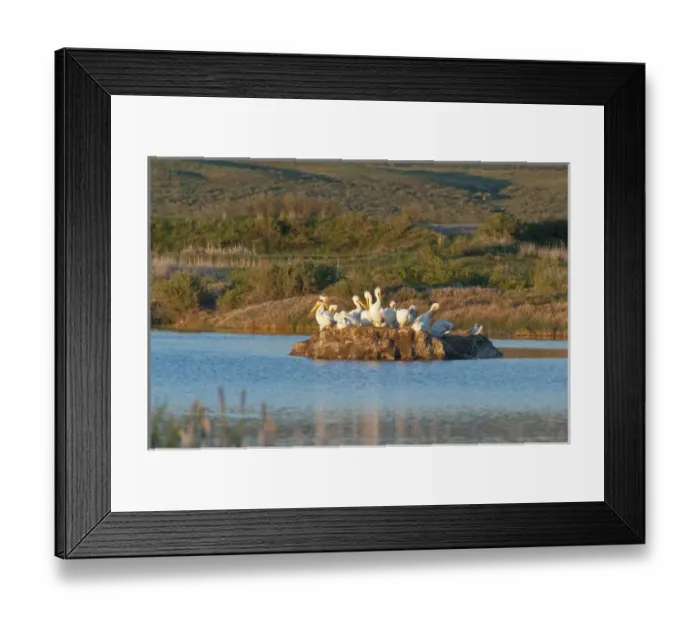 Framed Print : American White Pelicans on small island rookery (Pelecanus erythrorhynchos) at Storer-Saratoga Framed Print : American White Pelicans on small island rookery (Pelecanus erythrorhynchos) at Storer-Saratoga