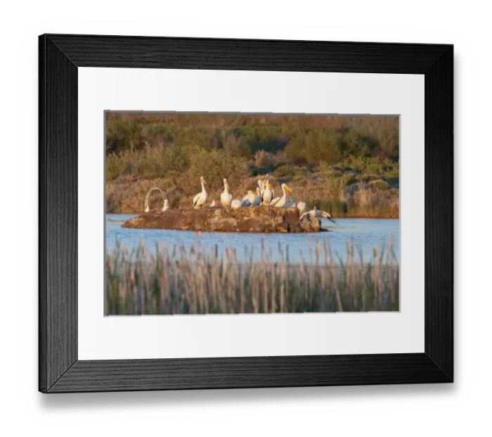 Framed Print : American White Pelicans on small island rookery (Pelecanus erythrorhynchos) at Storer-Saratoga Framed Print : American White Pelicans on small island rookery (Pelecanus erythrorhynchos) at Storer-Saratoga