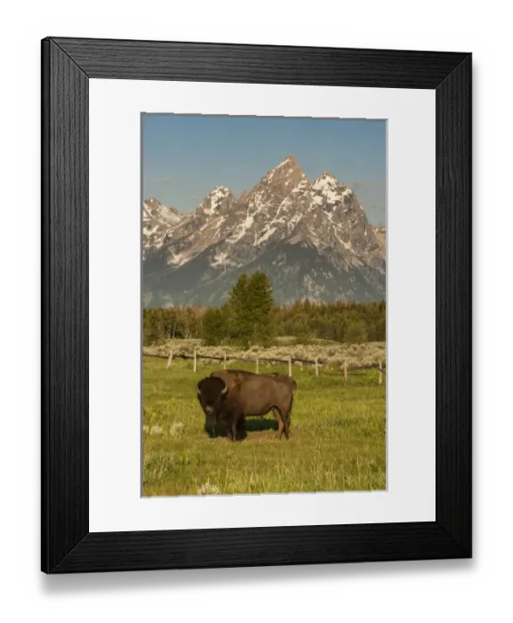 Framed Print : American Bison, Grand Teton National Park, Wyoming Framed Print : American Bison, Grand Teton National Park, Wyoming