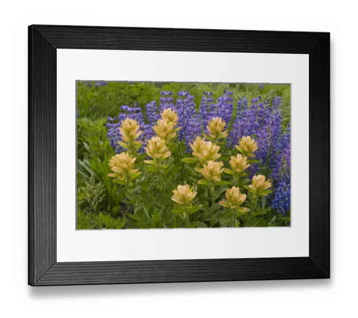 Framed Print : Lupine and Indian Paintbrush, Alaska Basin Shelf, near Driggs, Idaho Caribou-Targhee Framed Print : Lupine and Indian Paintbrush, Alaska Basin Shelf, near Driggs, Idaho Caribou-Targhee