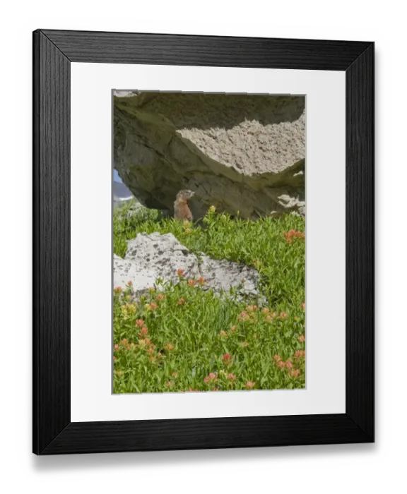 Framed Print : YellowBelly Marmot, Marmota flaviventris, Rockchuck and Indian Paintbrush Grand Teton Framed Print : YellowBelly Marmot, Marmota flaviventris, Rockchuck and Indian Paintbrush Grand Teton