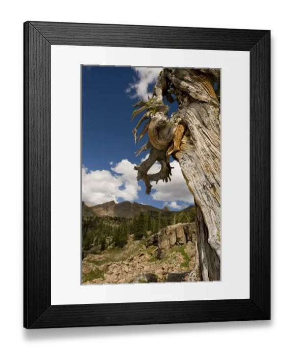 Framed Print : Dead Limber Pine, Pinus flexilis, subalpine zone, Alaska Basin, Teton Mountains, Rocky Mountains Framed Print : Dead Limber Pine, Pinus flexilis, subalpine zone, Alaska Basin, Teton Mountains, Rocky Mountains