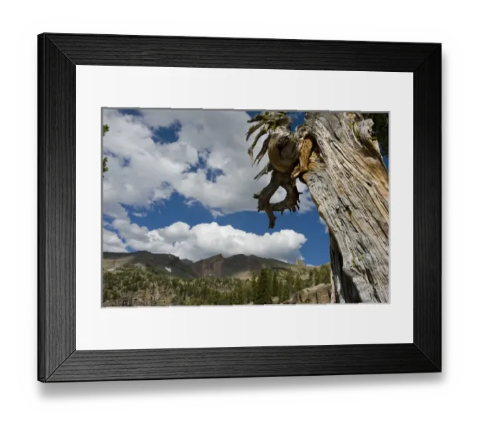 Framed Print : Dead Limber Pine, Pinus flexilis, subalpine zone, Alaska Basin, Teton Mountains, Rocky Mountains Framed Print : Dead Limber Pine, Pinus flexilis, subalpine zone, Alaska Basin, Teton Mountains, Rocky Mountains