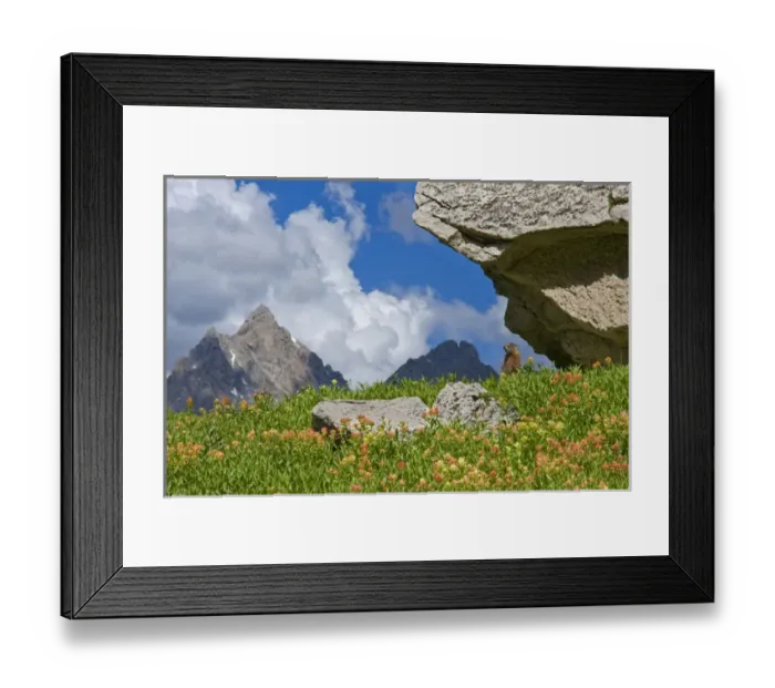 Framed Print : YellowBelly Marmot, Marmota flaviventris, Rockchuck and Indian Paintbrush Grand Teton Framed Print : YellowBelly Marmot, Marmota flaviventris, Rockchuck and Indian Paintbrush Grand Teton