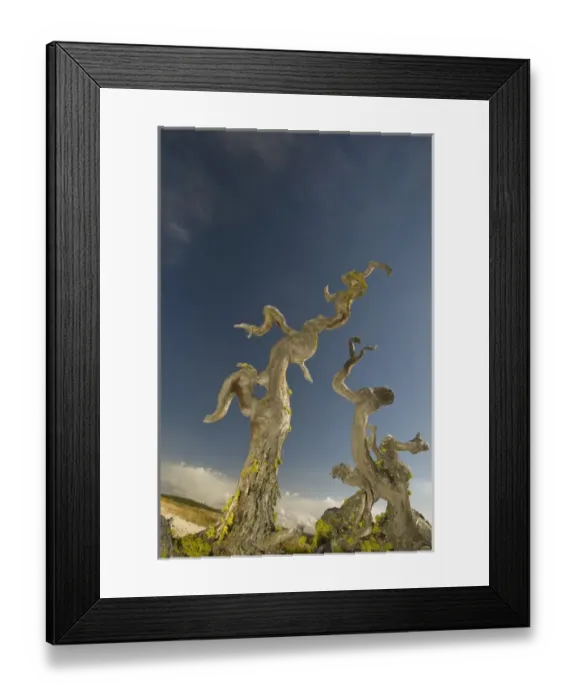 Framed Print : Vertical Tree Roots in Upper Geyser Basin, Firehole River, Yellowstone National Park Framed Print : Vertical Tree Roots in Upper Geyser Basin, Firehole River, Yellowstone National Park