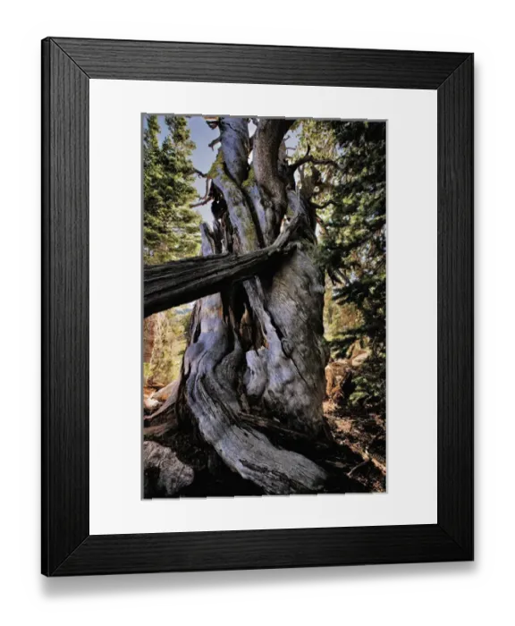 Framed Print : Dead Limber Pine, Pinus flexilis, subalpine zone, Alaska Basin, Teton Mountains, Rocky Mountains Framed Print : Dead Limber Pine, Pinus flexilis, subalpine zone, Alaska Basin, Teton Mountains, Rocky Mountains