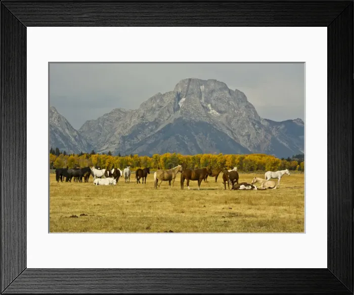 Framed Print : horses, Elk Ranch Flats, Grand tetons, Grand Teton National Park, Wyoming, USA