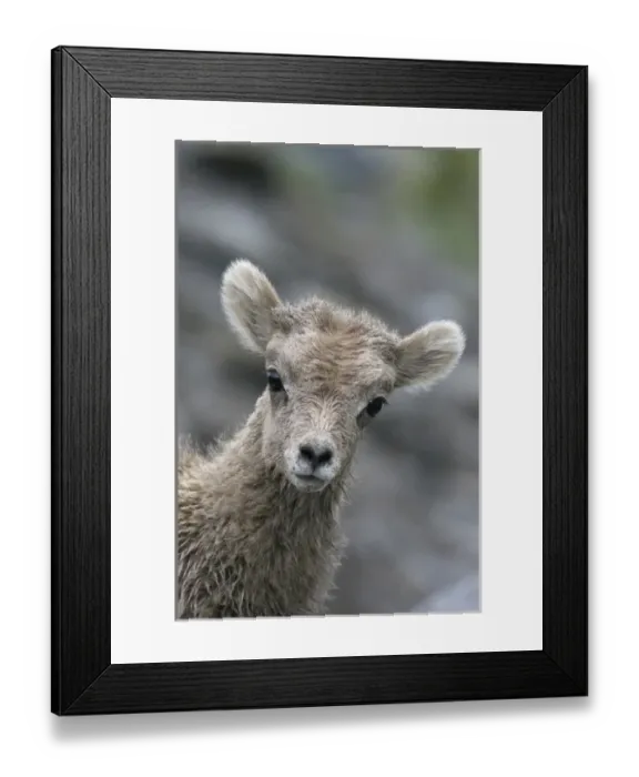 Framed Print : Rocky Mountain Bighorn Sheep Lamb Framed Print : Rocky Mountain Bighorn Sheep Lamb
