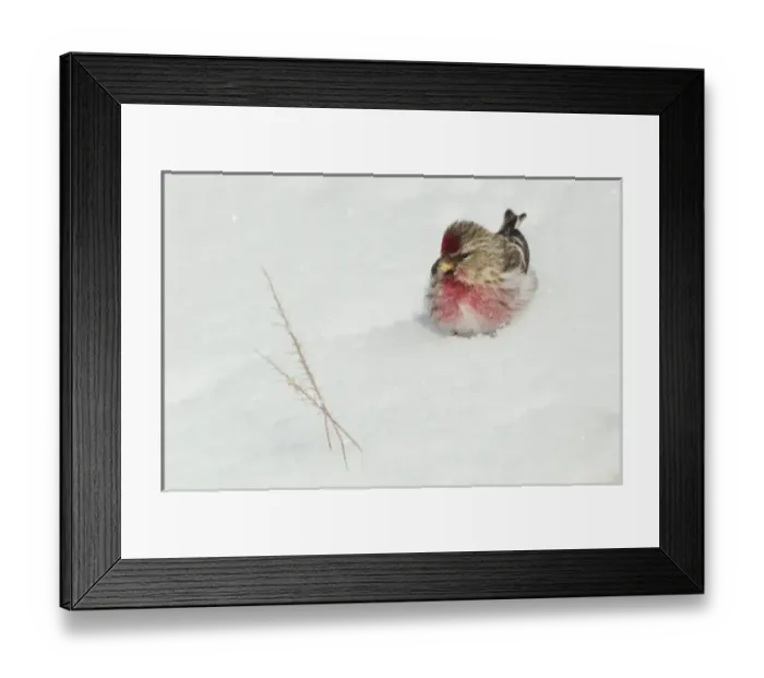 Framed Print : Common Redpole Framed Print : Common Redpole