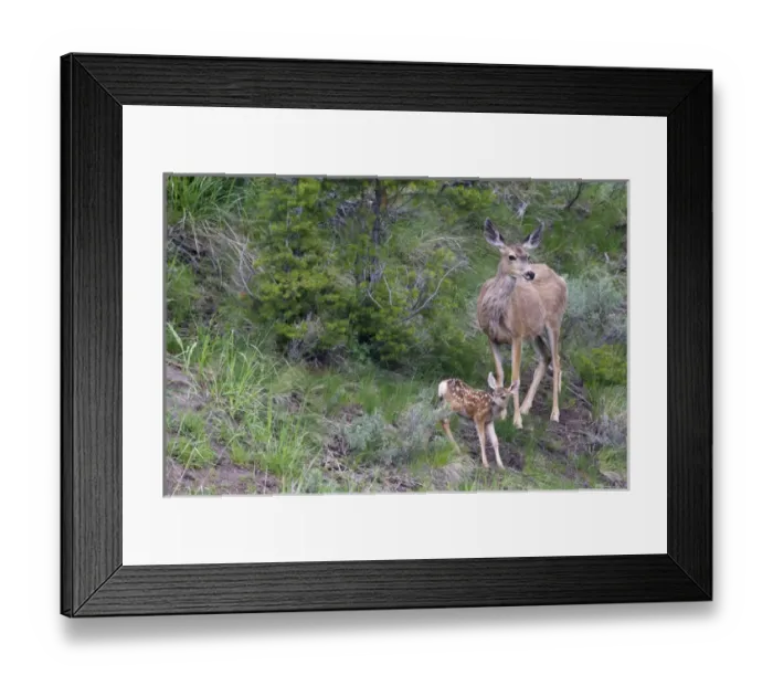 Framed Print : Mule Deer Doe with Fawn Framed Print : Mule Deer Doe with Fawn