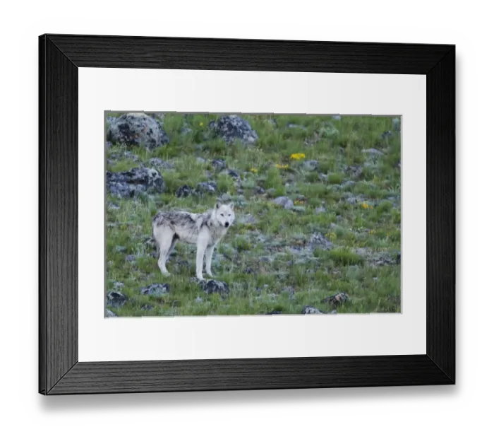 Framed Print : Gray Wolf Framed Print : Gray Wolf