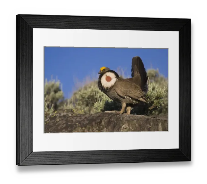Framed Print : Dusky Grouse, courtship display Framed Print : Dusky Grouse, courtship display