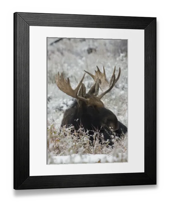 Framed Print : Shiras Bull Moose Framed Print : Shiras Bull Moose