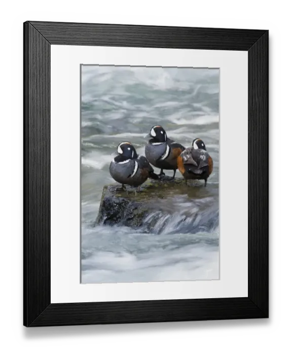 Framed Print : Harlequin Drakes Resting in fresh water reapids Framed Print : Harlequin Drakes Resting in fresh water reapids