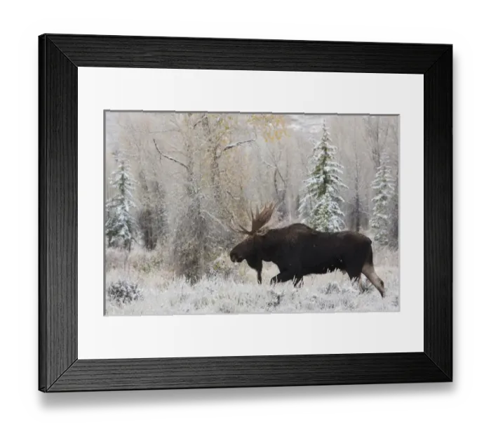 Framed Print : Shiras Bull Moose, Autumn Snow