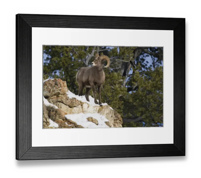 Framed Print : Rocky Mountain Bighorn Sheep Ram Framed Print : Rocky Mountain Bighorn Sheep Ram