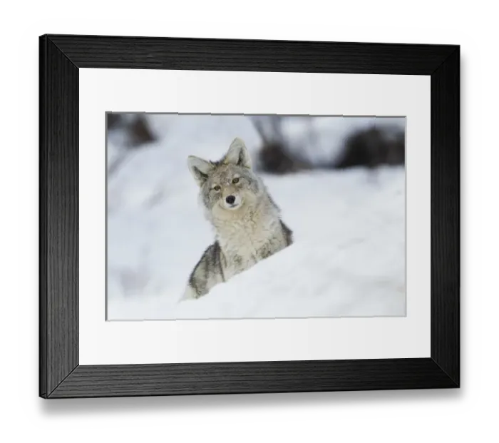 Framed Print : Coyote in Winter Framed Print : Coyote in Winter