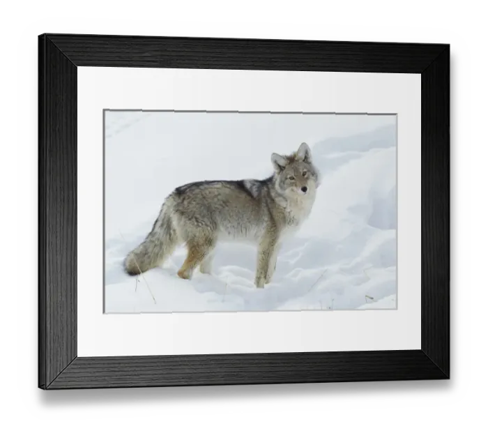 Framed Print : Coyote Looking Framed Print : Coyote Looking