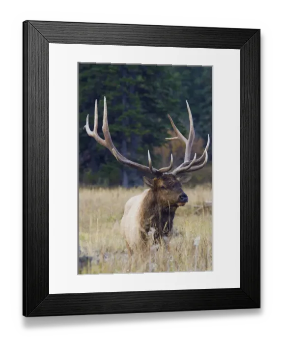 Framed Print : Rocky Mountain Bull Elk Framed Print : Rocky Mountain Bull Elk