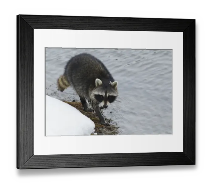 Framed Print : Racoon; winter foraging Framed Print : Racoon; winter foraging