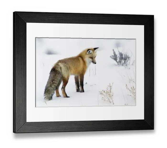 Framed Print : Red Fox Framed Print : Red Fox