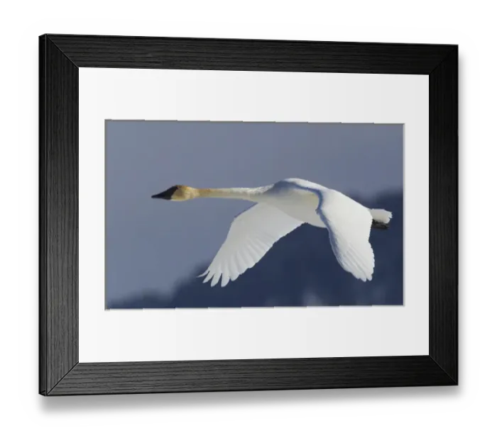 Framed Print : Trumpeter Swan; Winter Flight
