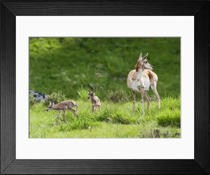 Framed Print : Pronghorn Antelope with newborn twin fawns